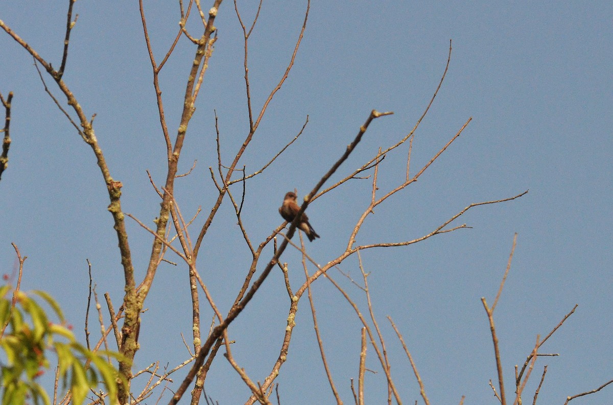 Northern Rough-winged Swallow - ML168630891