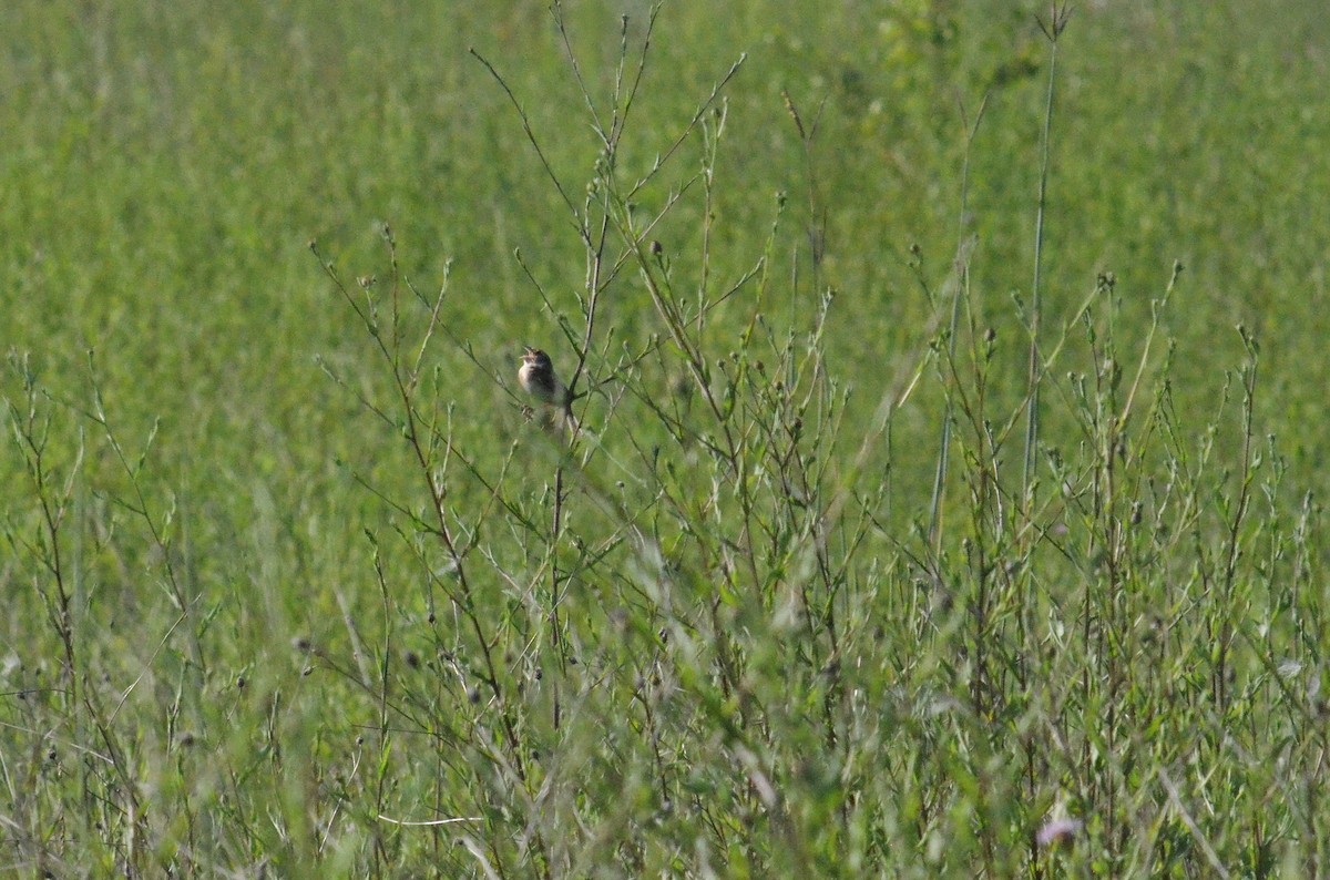 Grasshopper Sparrow - ML168630931