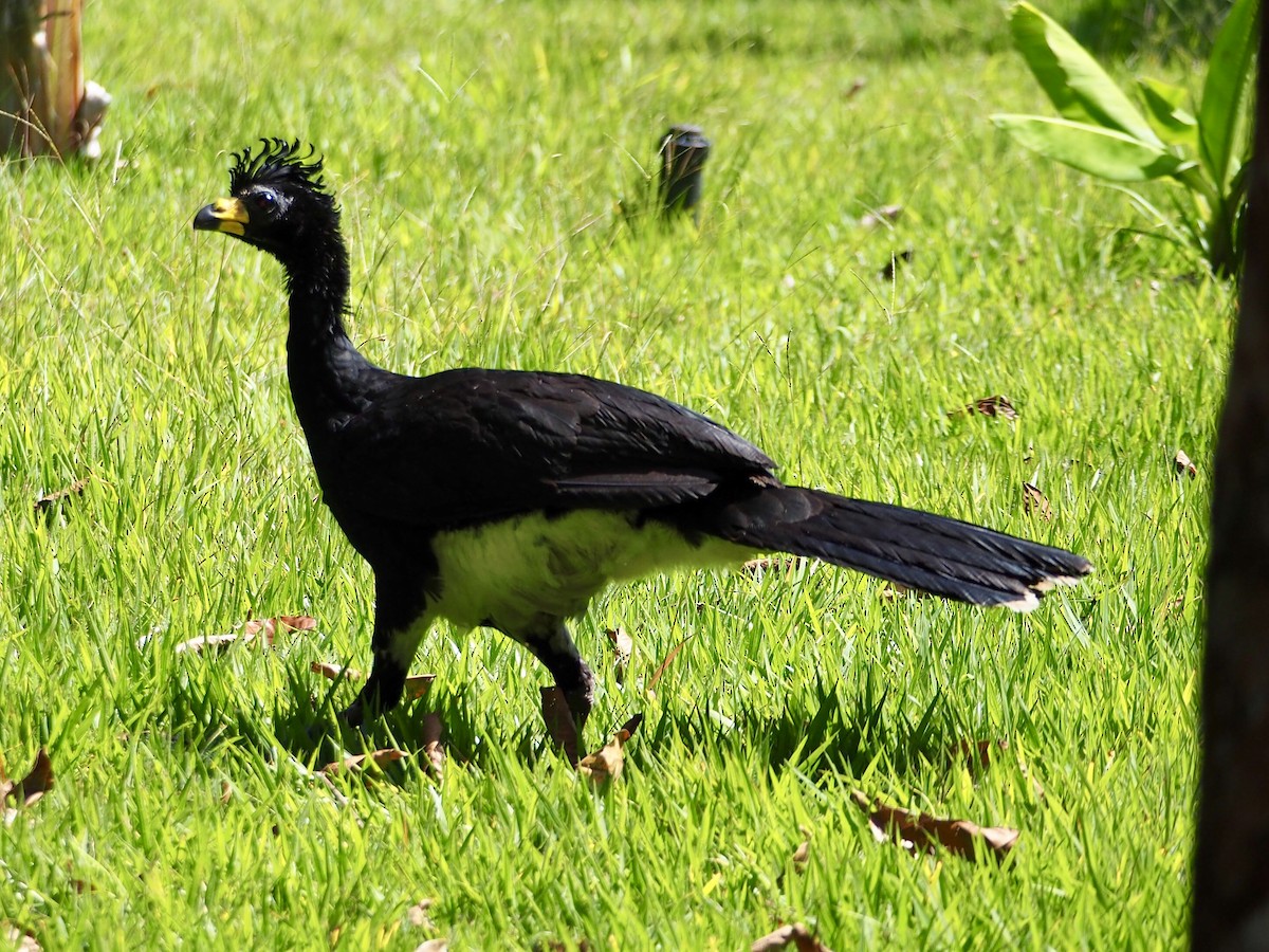 Bare-faced Curassow - ML168631491