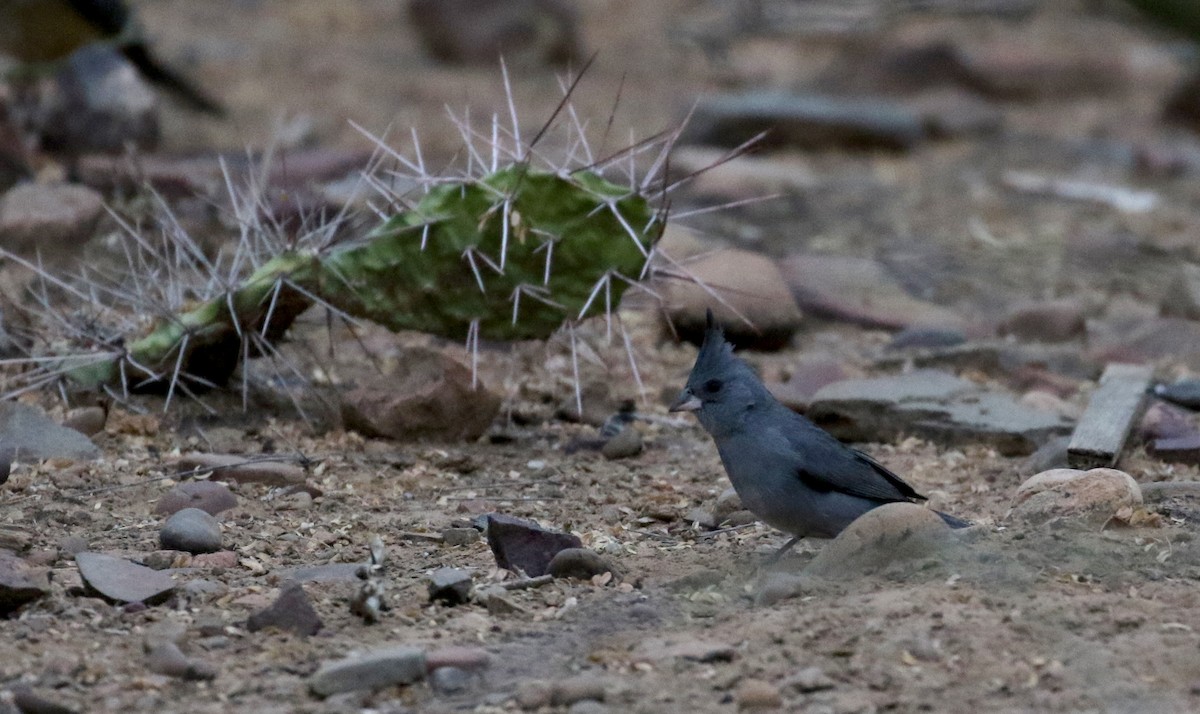 Gray-crested Finch - ML168631571