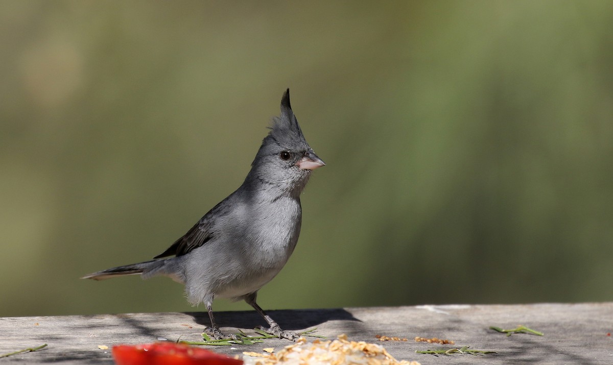 Gray-crested Finch - ML168631621