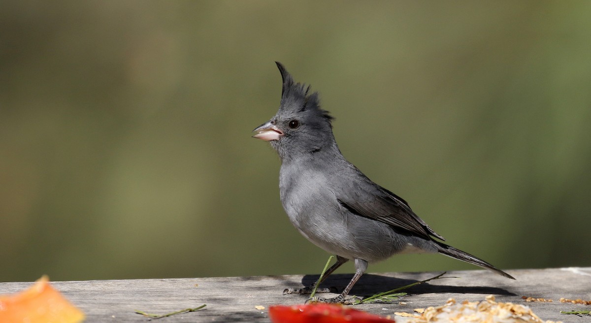 Gray-crested Finch - ML168631641