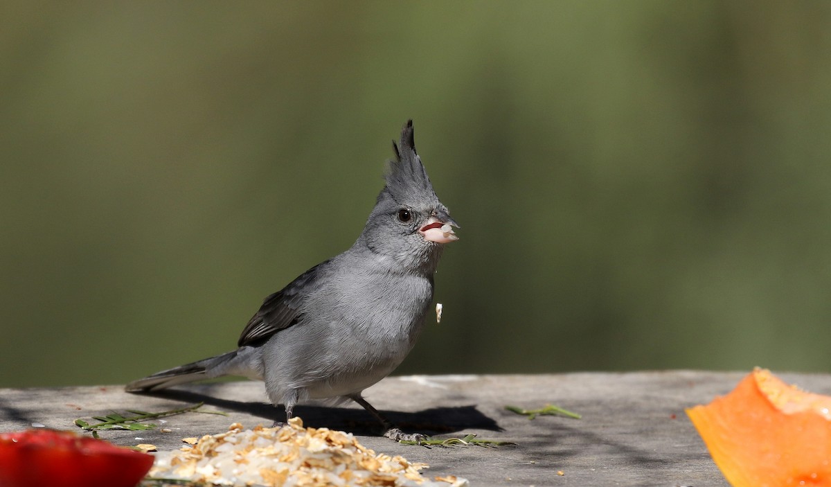 Gray-crested Finch - ML168631681