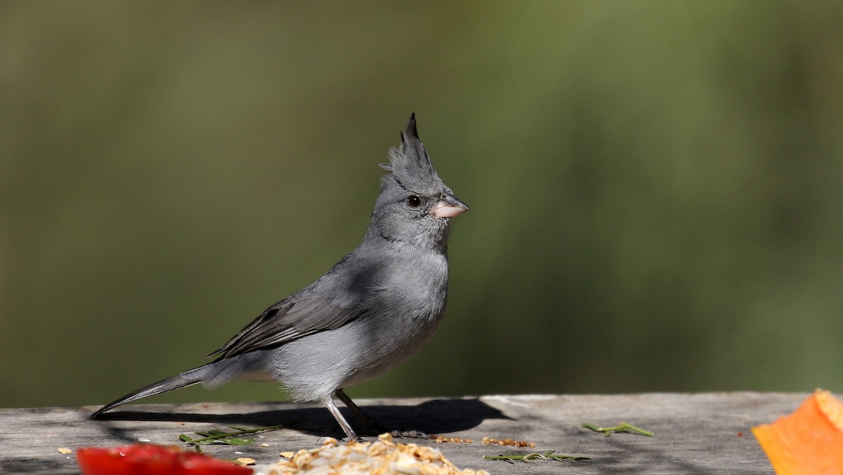 Gray-crested Finch - ML168631691