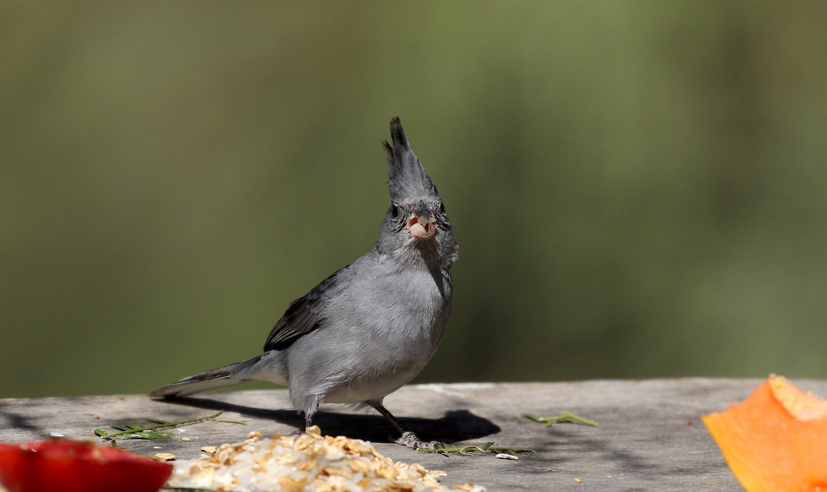 Gray-crested Finch - ML168631701