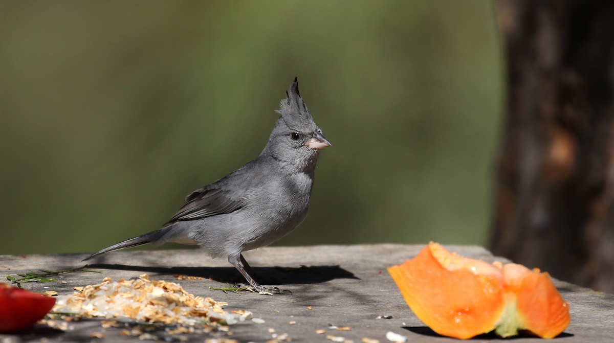 Gray-crested Finch - ML168631751