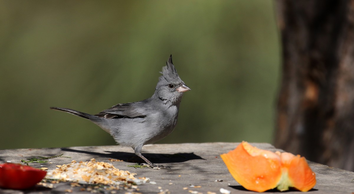 Gray-crested Finch - ML168631761