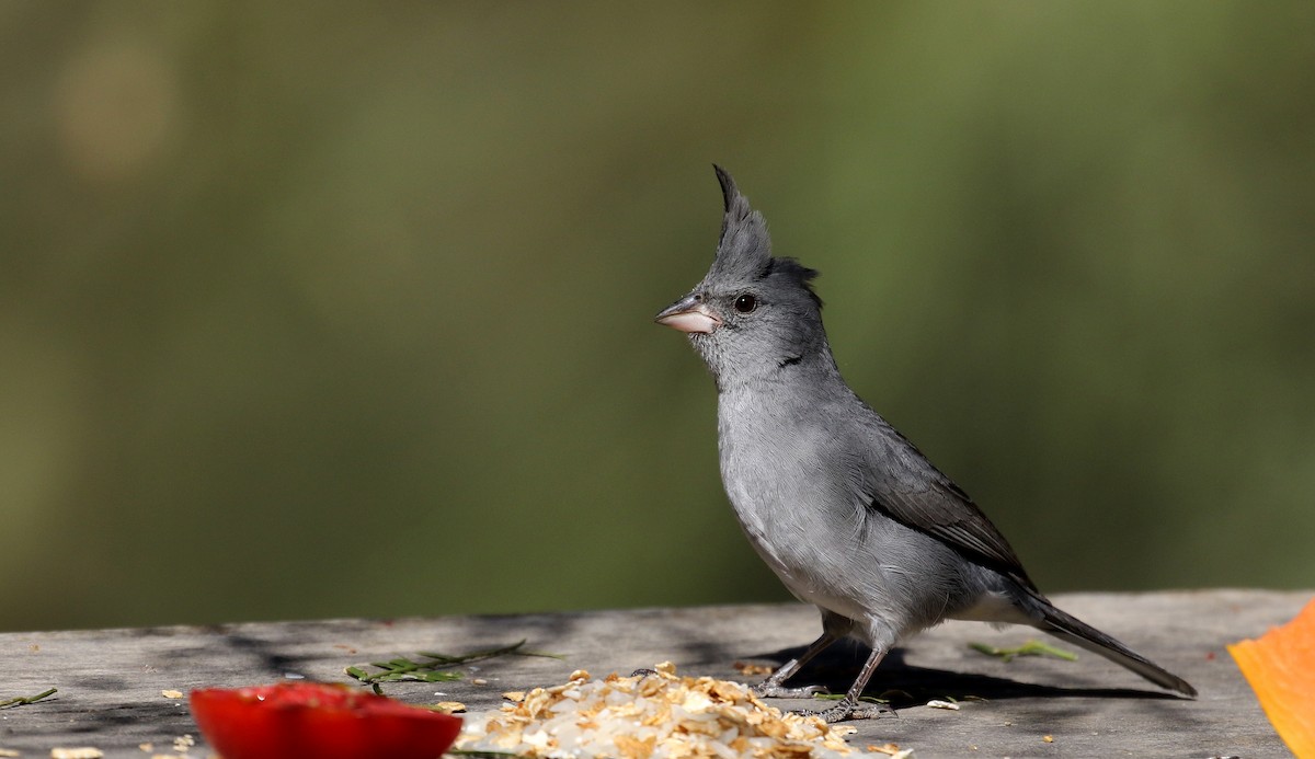 Gray-crested Finch - ML168631791