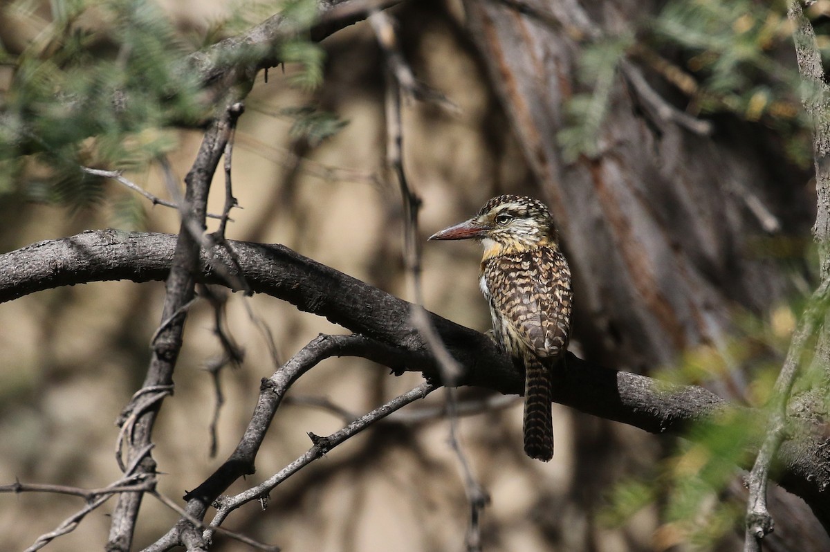 Spot-backed Puffbird (Chaco) - Jay McGowan