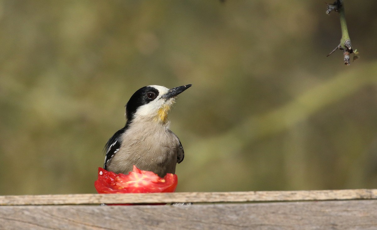 White-fronted Woodpecker - ML168633821