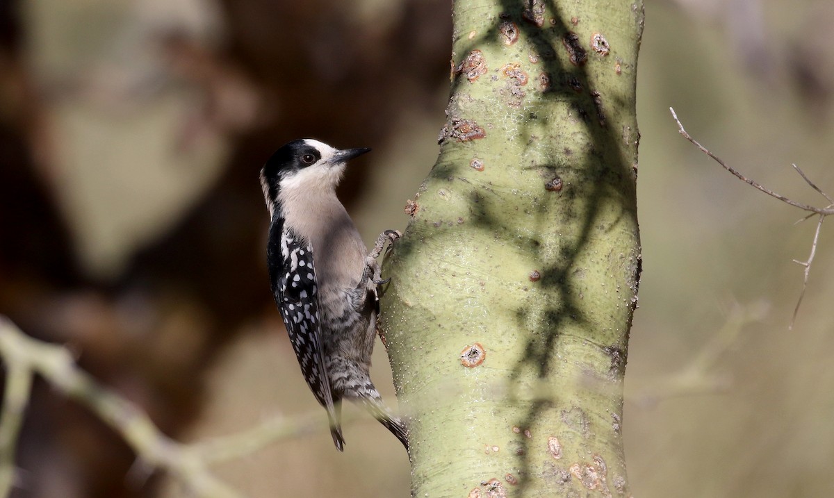White-fronted Woodpecker - ML168633891