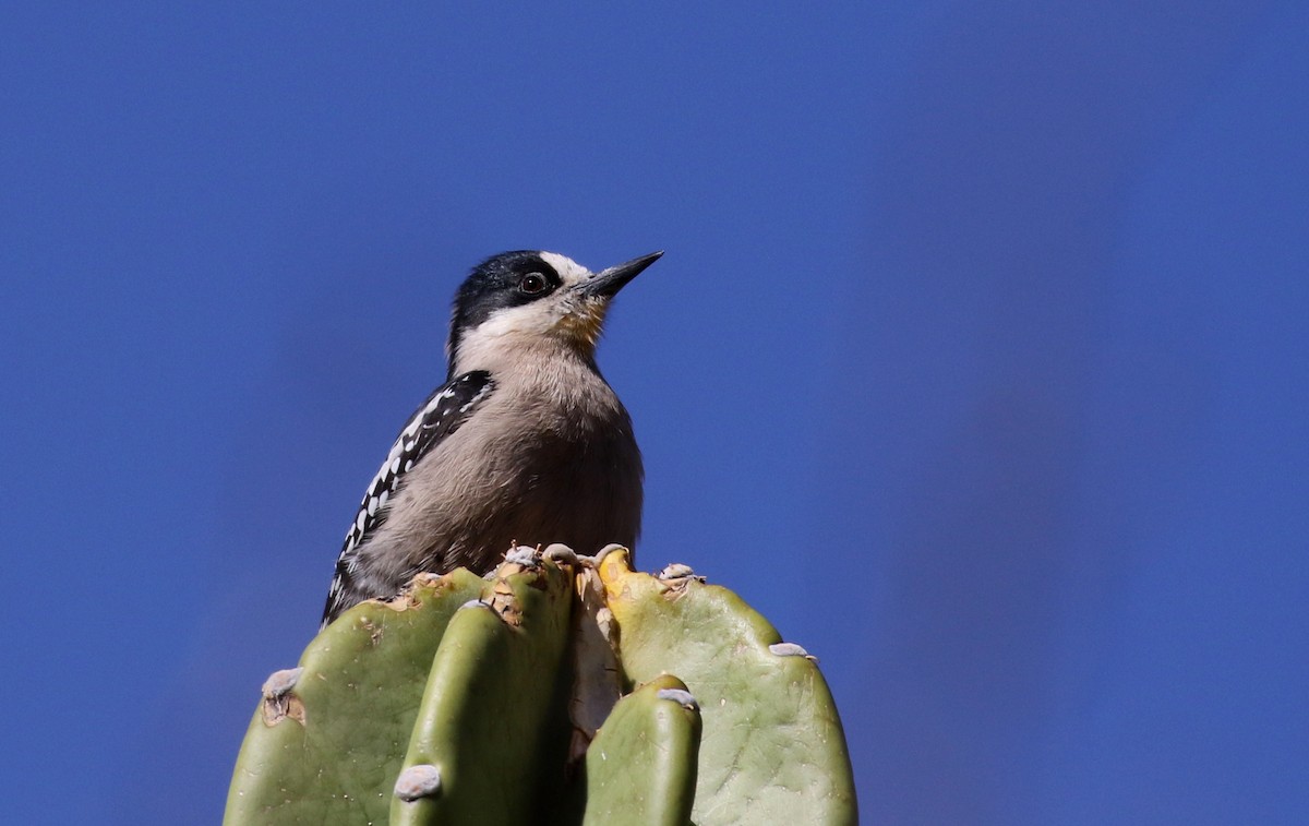 White-fronted Woodpecker - ML168633961