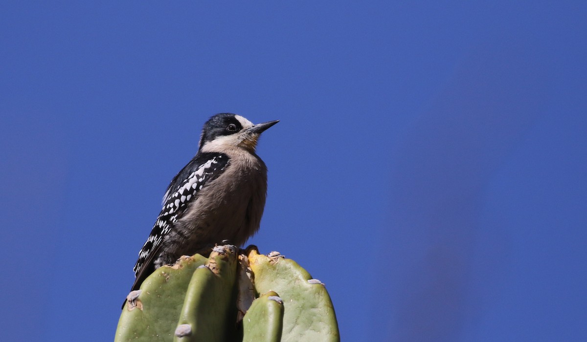 White-fronted Woodpecker - ML168633971