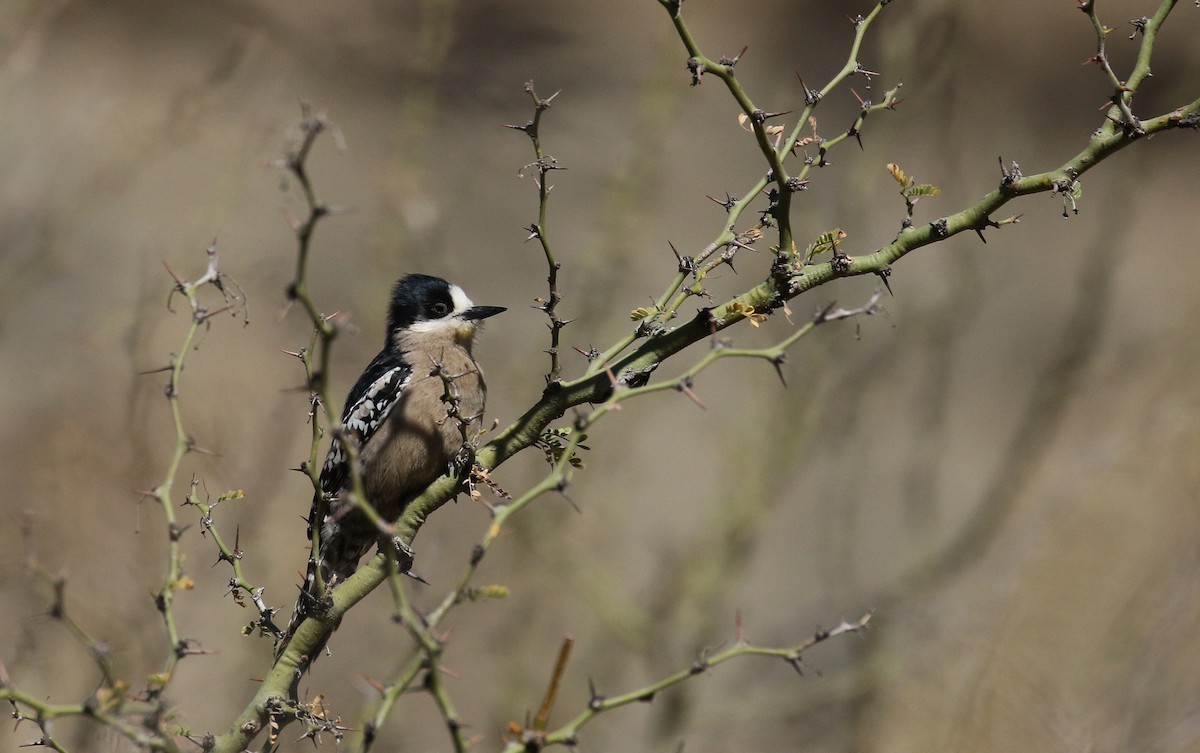 White-fronted Woodpecker - ML168634041