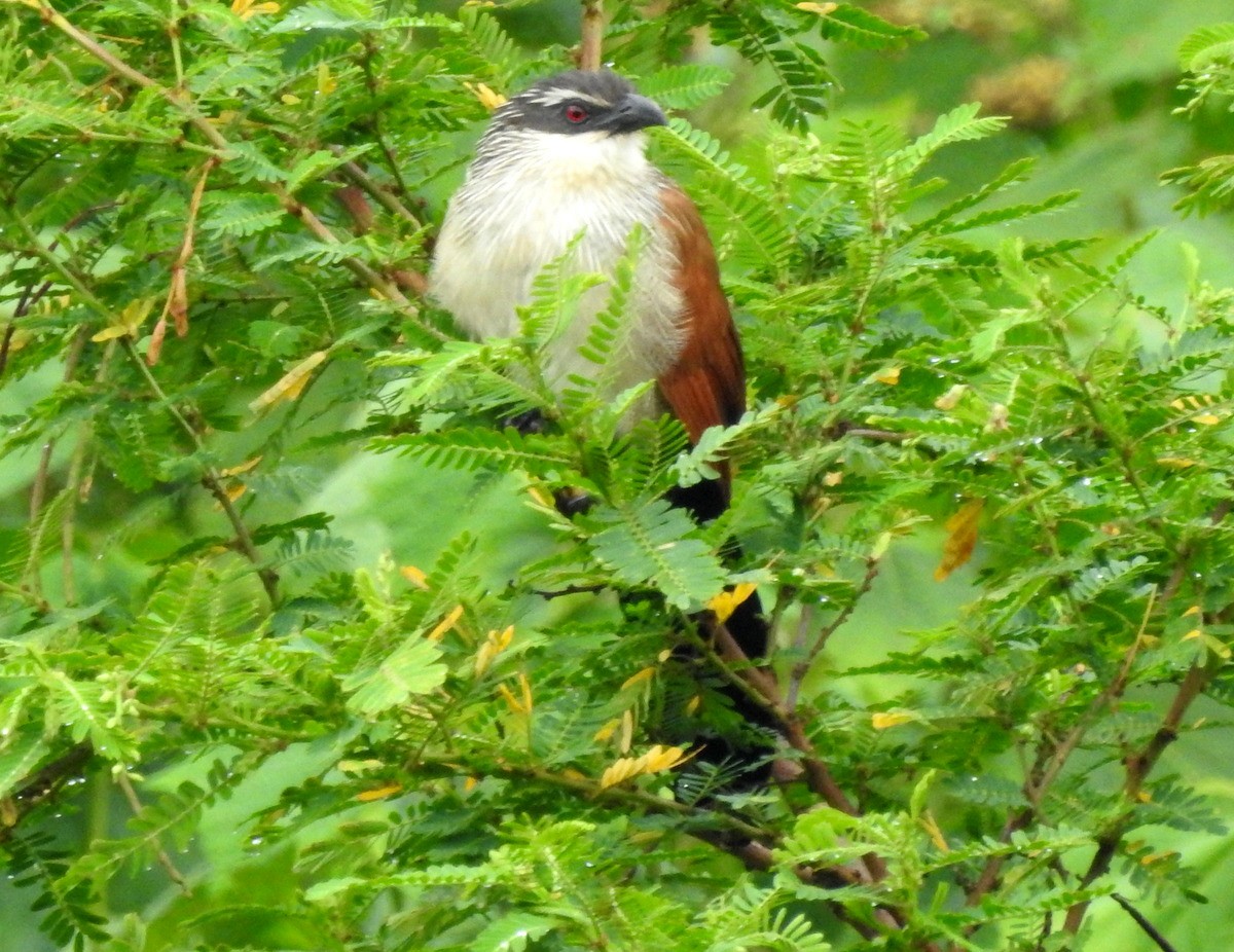 White-browed Coucal - Andy Frank