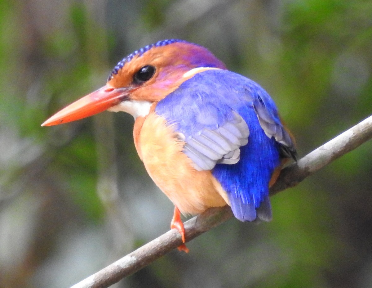 African Pygmy Kingfisher - Andy Frank