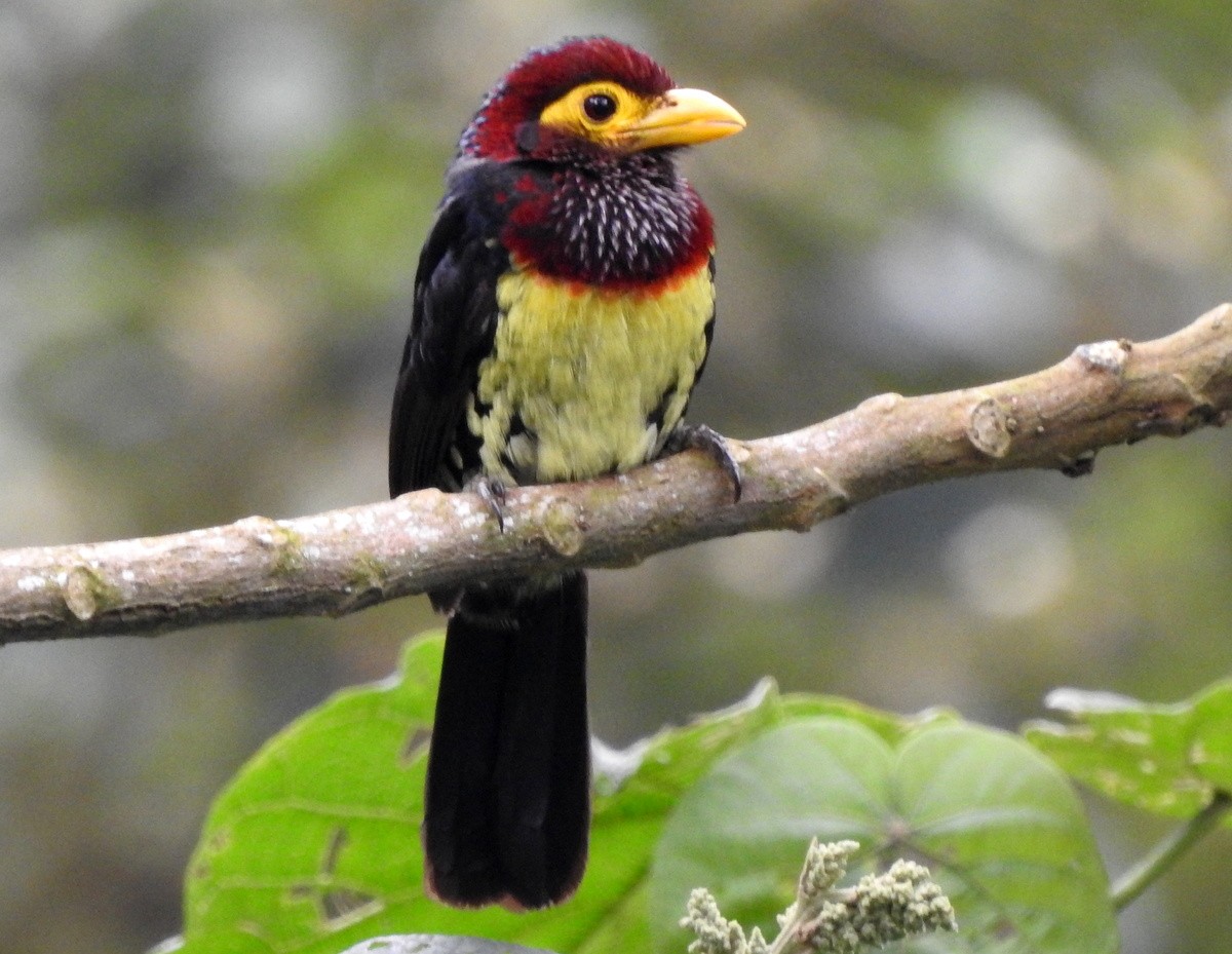 Yellow-billed Barbet - Andy Frank