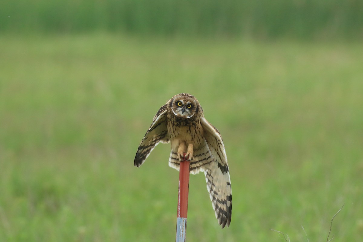 Short-eared Owl - ML168640671