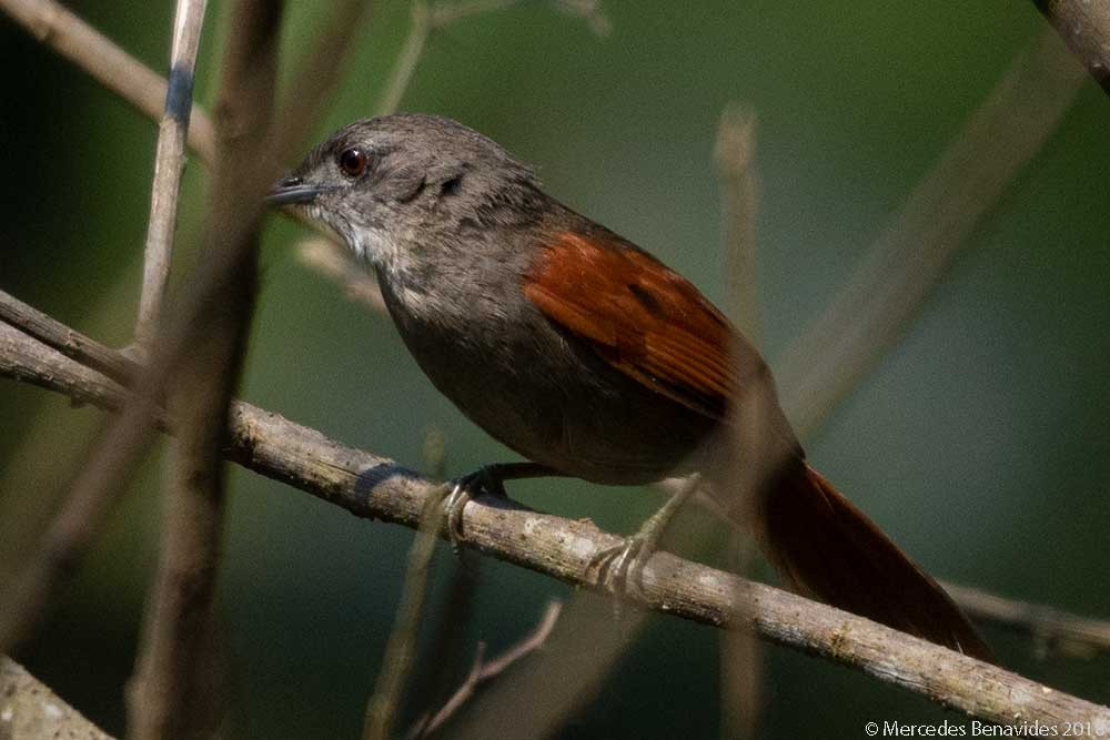 Plain-crowned Spinetail - ML168647441
