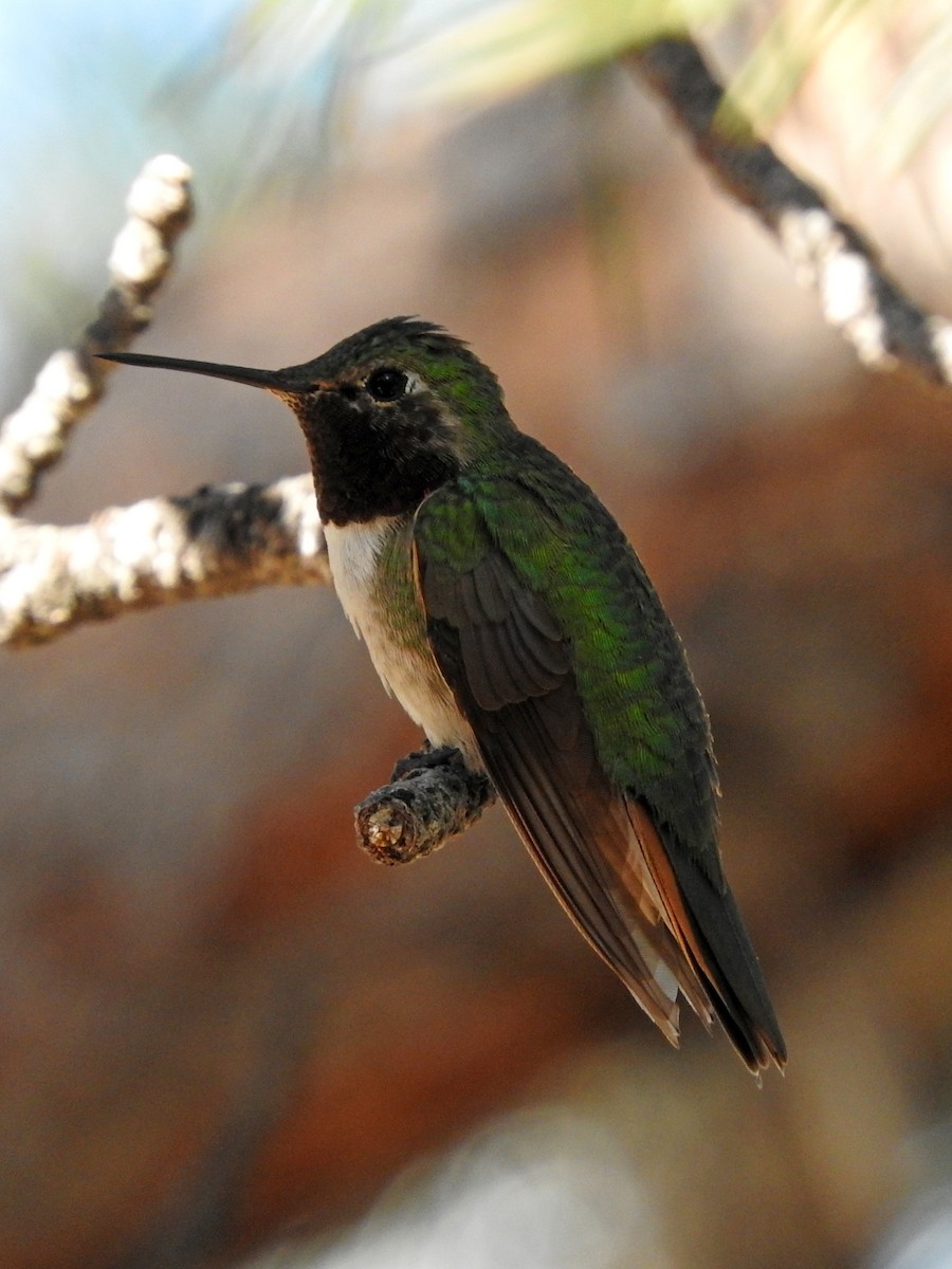 Broad-tailed Hummingbird - Diane Thomas