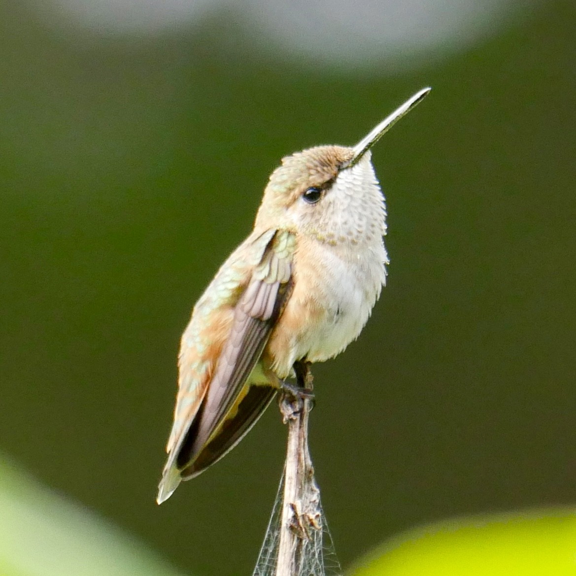 Rufous Hummingbird - Rob Batchelder