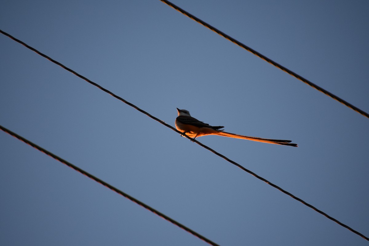 Scissor-tailed Flycatcher - Sydney Gerig