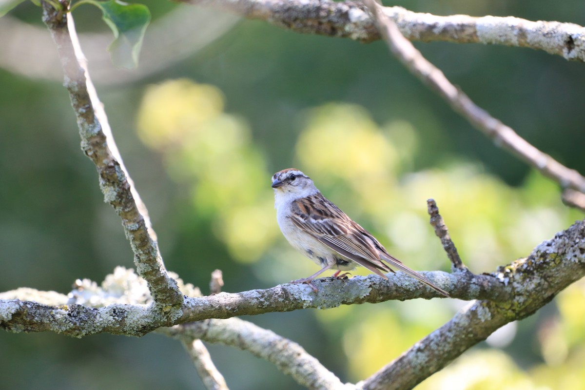 Chipping Sparrow - Chris Daly