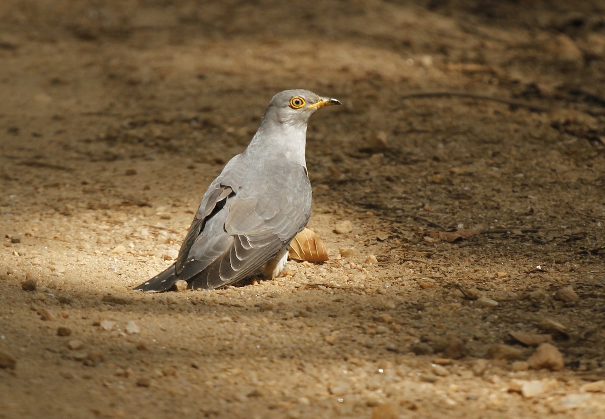 Common Hawk-Cuckoo - ML168672411