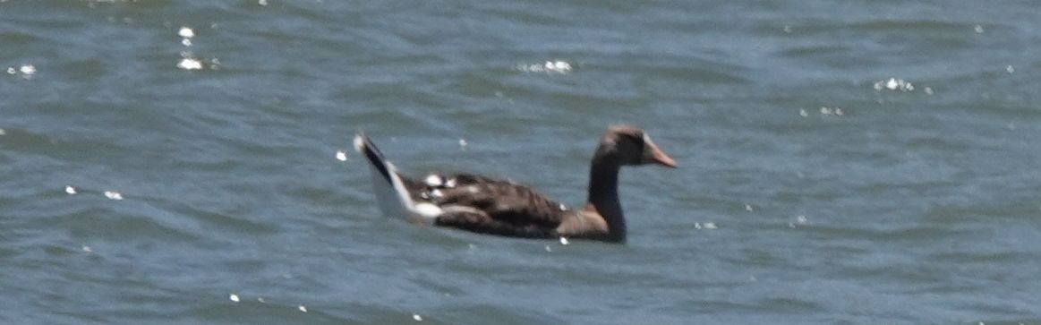 Greater White-fronted Goose - ML168673251