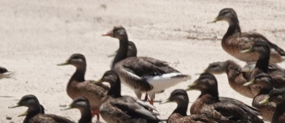 Greater White-fronted Goose - ML168673401