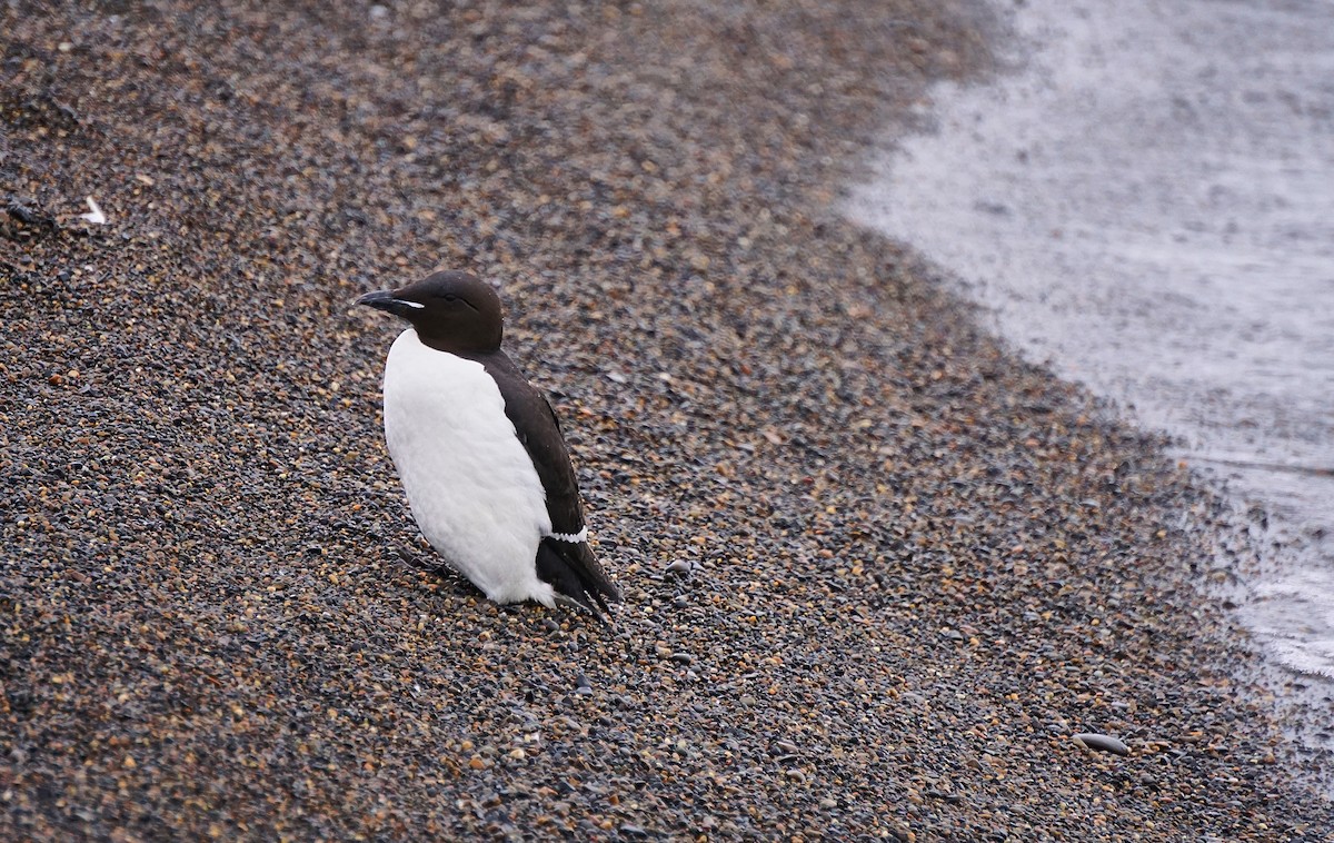 Thick-billed Murre - ML168676151