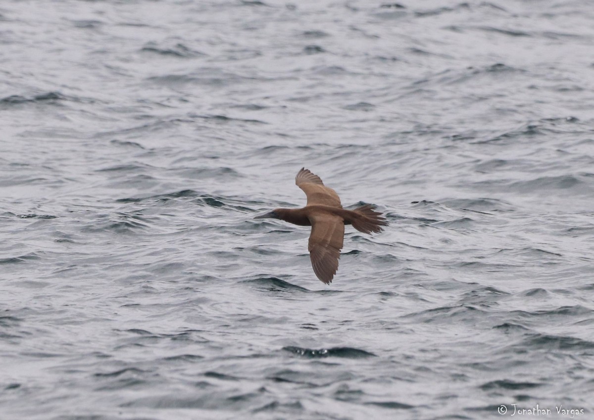 Brown Booby - ML168677081
