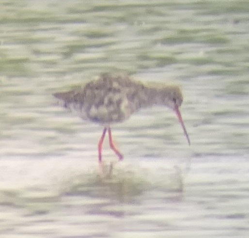 Spotted Redshank - ML168680411