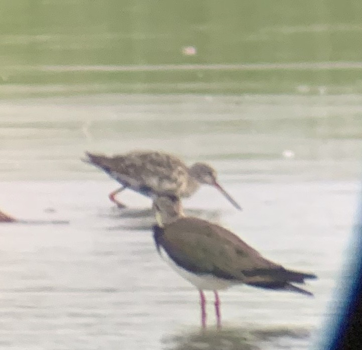 Spotted Redshank - ML168680421
