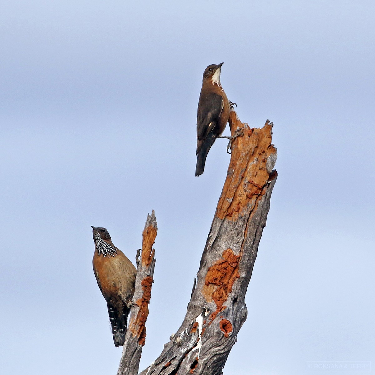 Black-tailed Treecreeper - Roksana and Terry