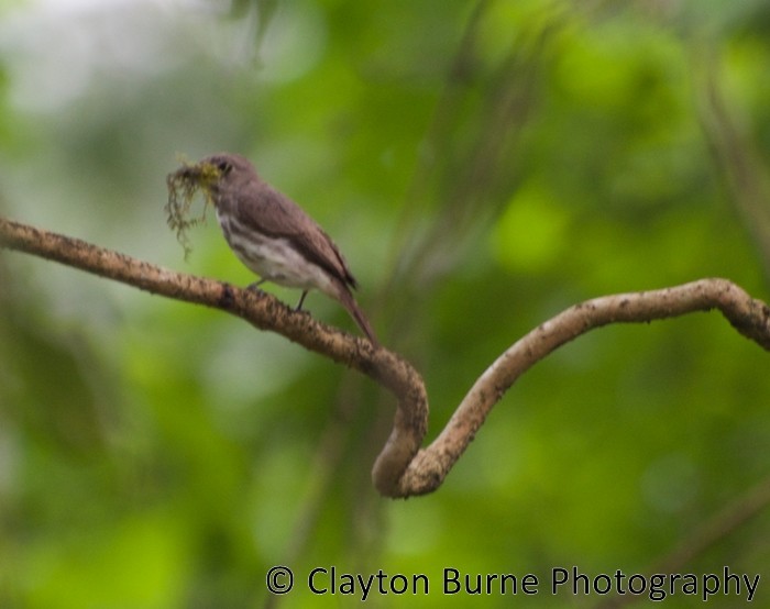 Sulawesi Brown Flycatcher - Clayton Burne