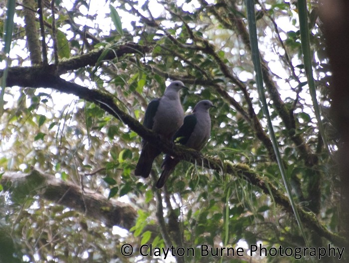 Gray-headed Imperial-Pigeon - ML168681631