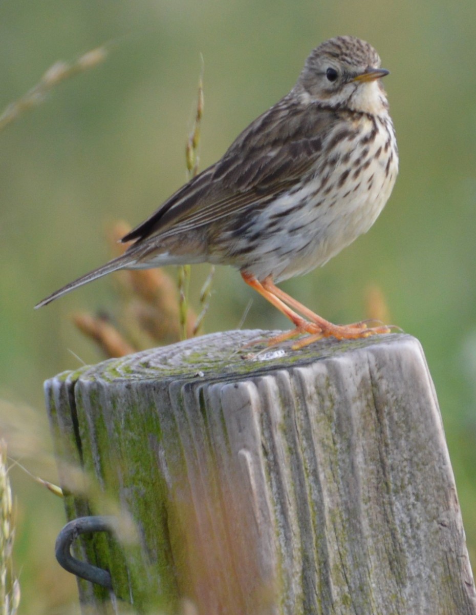 Meadow Pipit - ML168683411