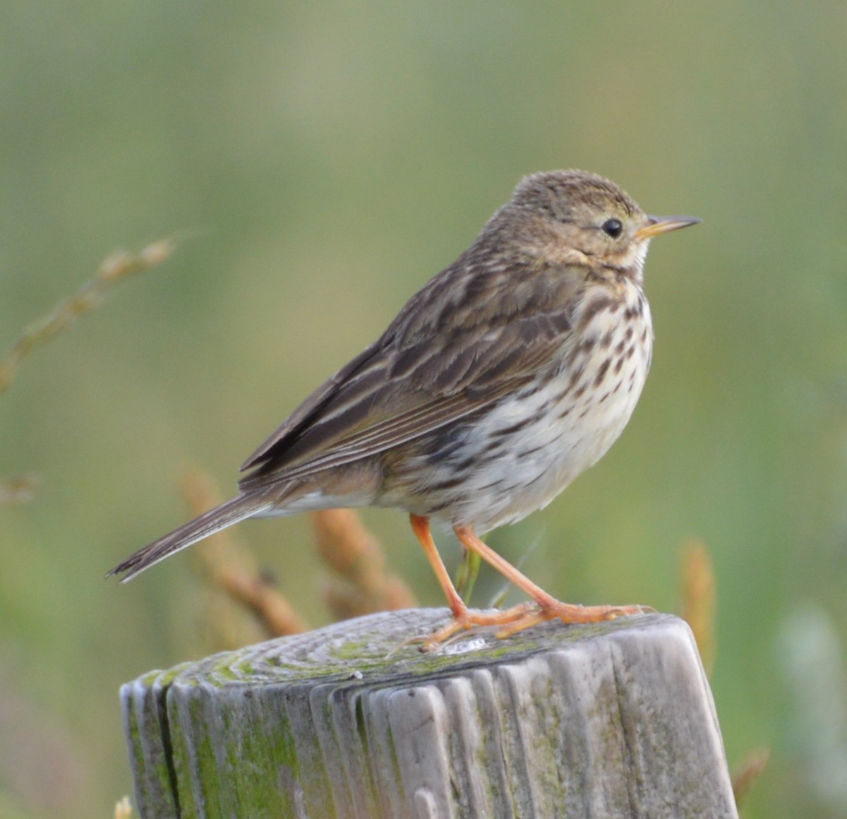 Meadow Pipit - ML168683431