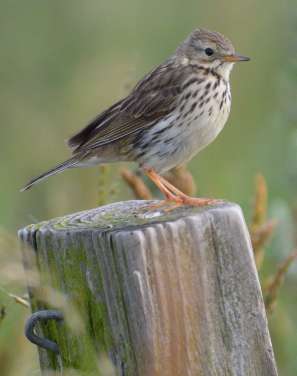 Meadow Pipit - ML168683441
