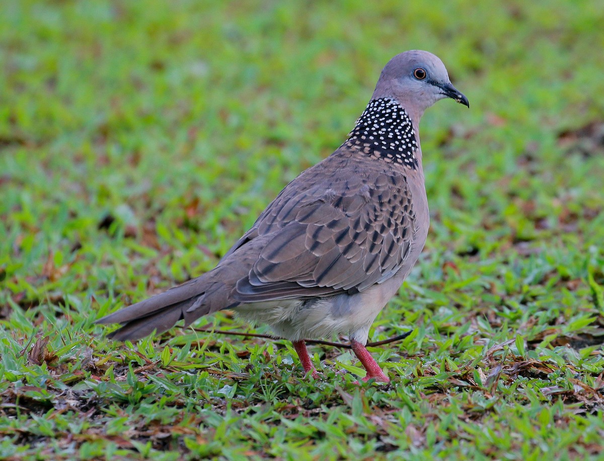 Spotted Dove - ML168684261