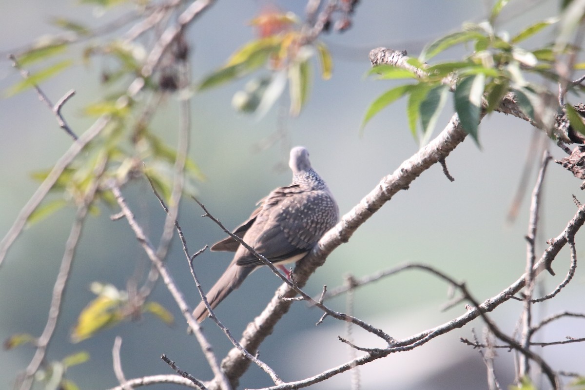Spotted Dove - Devesh Singh Airy