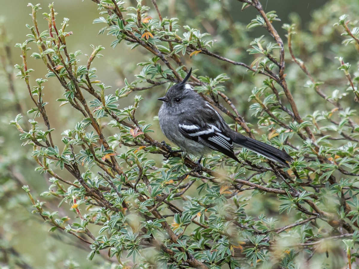Ash-breasted Tit-Tyrant - ML168687521