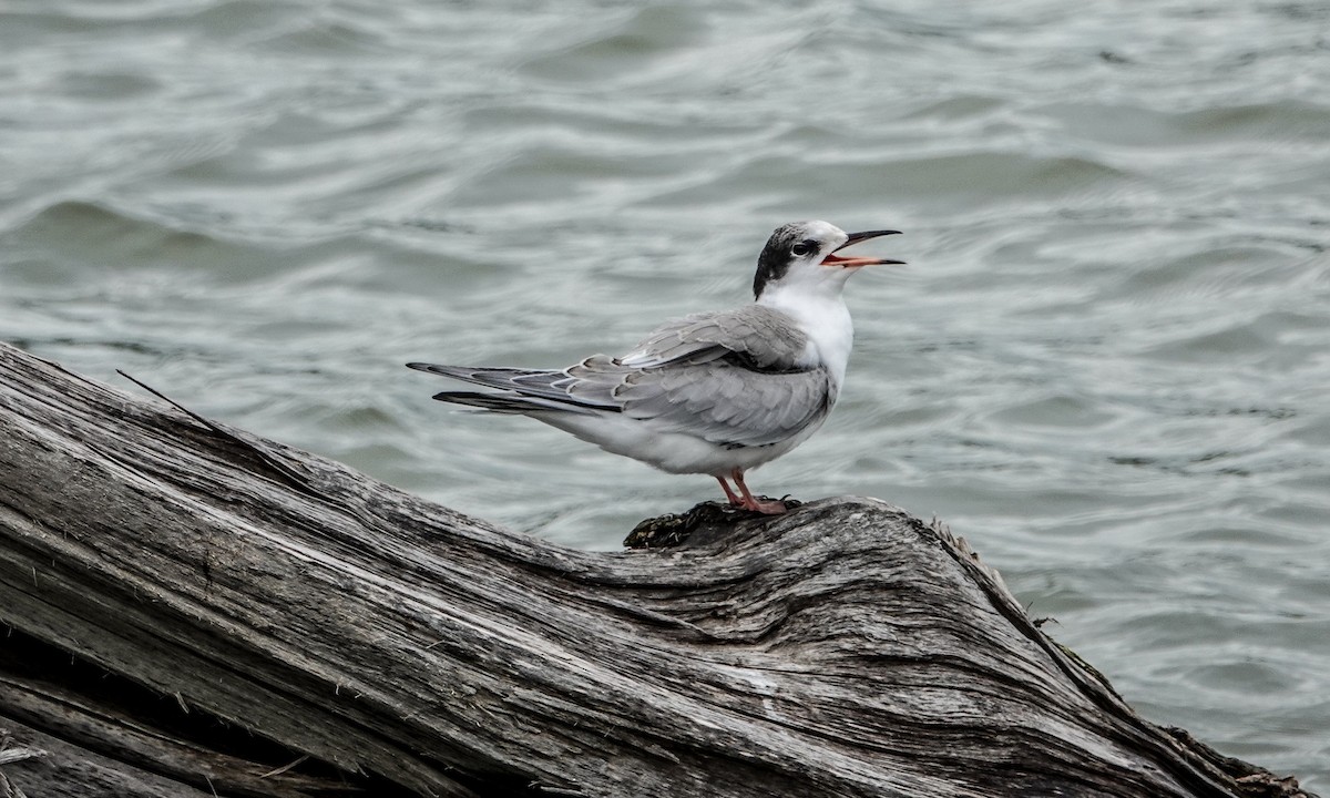 Common Tern - Gale VerHague