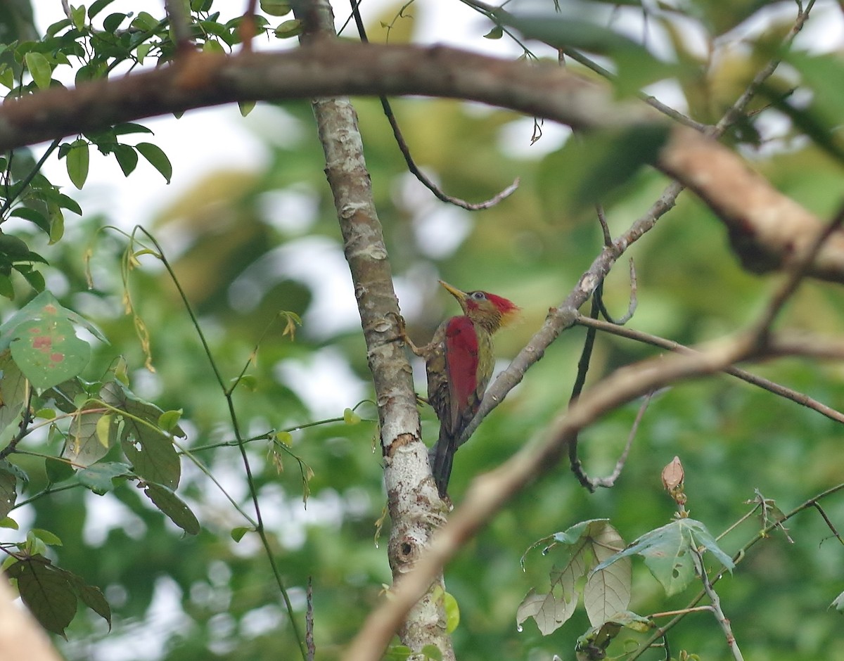 Crimson-winged Woodpecker - Thibaud Aronson