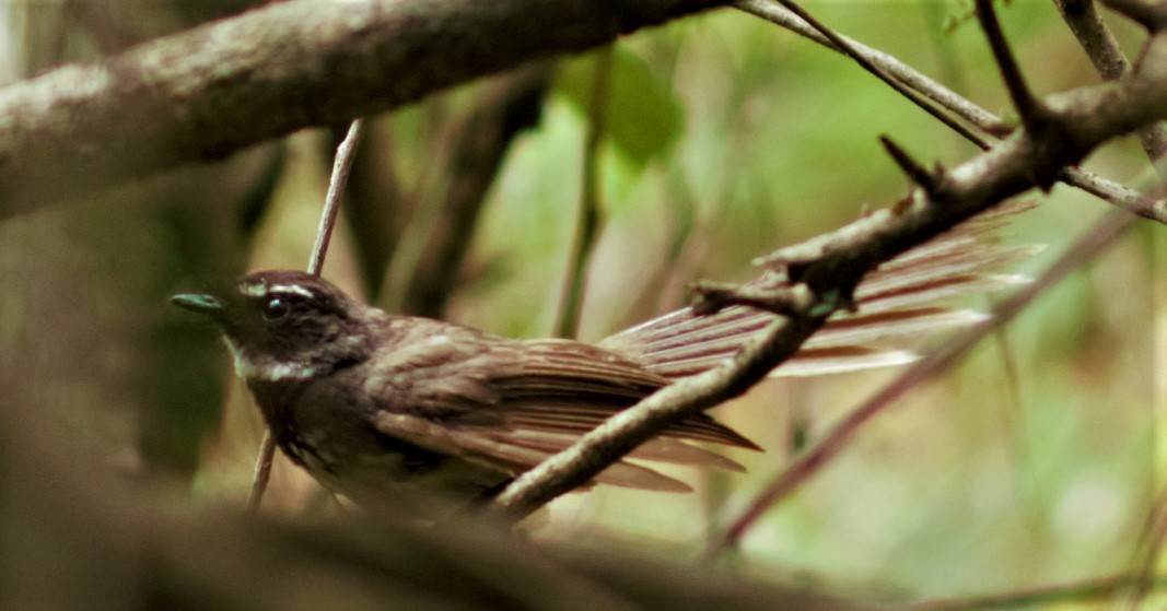 Spot-breasted Fantail - ML168692781