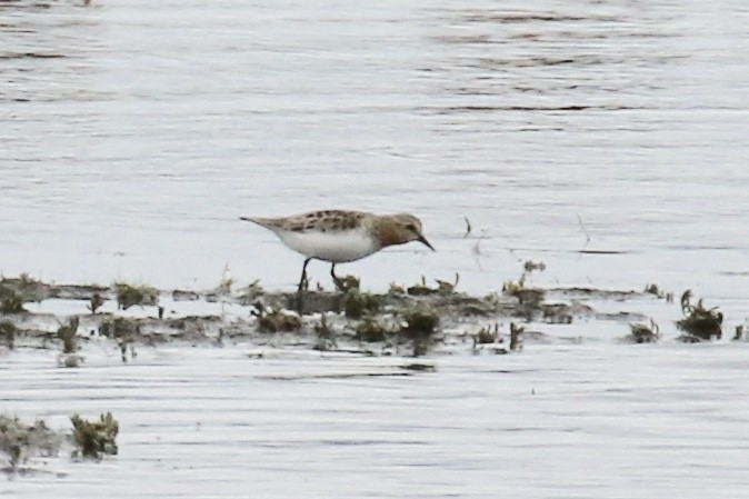 Red-necked Stint - Andy Sanford