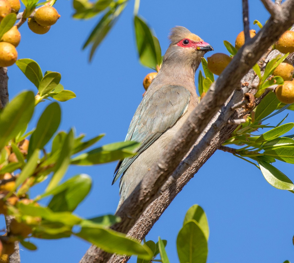 Red-faced Mousebird - ODAIR VILLELA