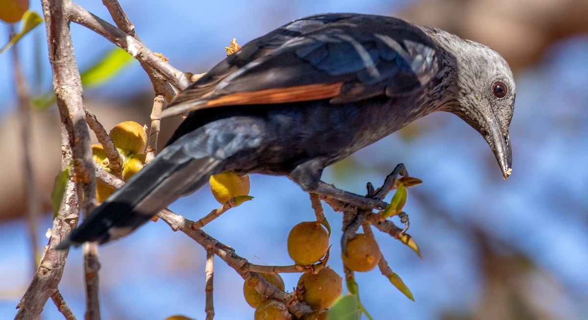 Red-winged Starling - ML168699321