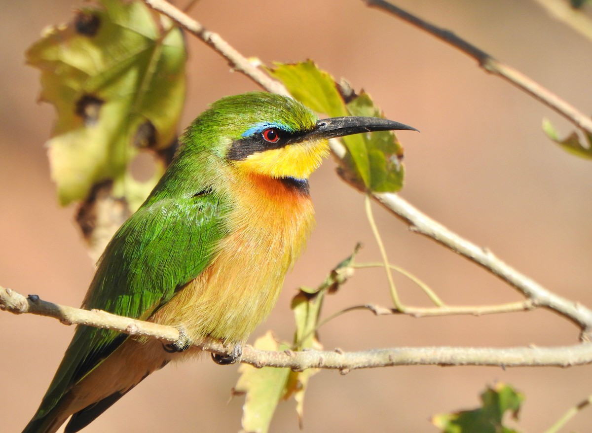 Little Bee-eater - Kalin Ocaña